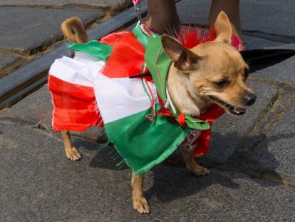 Un Chihuahua habillé dans un drapeau italien