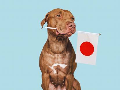Un grand chien tient dans sa gueule un drapeau japonais