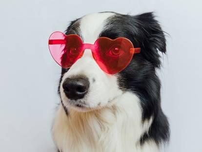 Un chien stylé avec des lunettes en forme de coeur