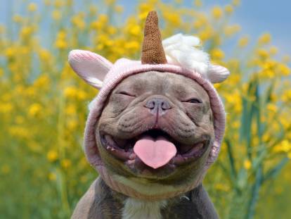 Un chien rigolo avec un costume de licorne dans un champ