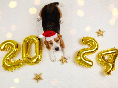 Un Beagle avec un bonnet de Noël et les chiffres 2024