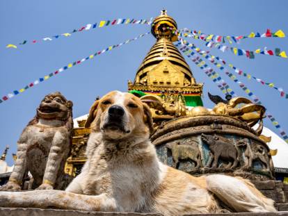 Un grand chien allongé devant un temple asiatique