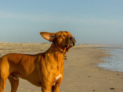 Un chien sur une plage en Bretagne