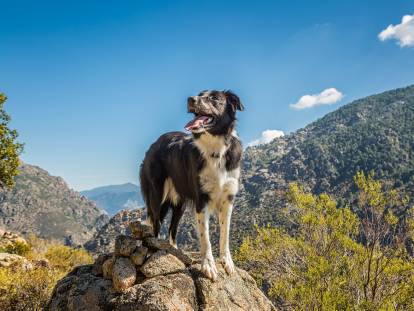 Un chien Border Collie perché sur un sommet en Corse