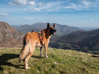 Un chien en haut d'une montagne dans le Pays basque