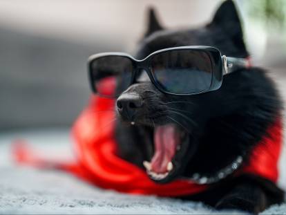 Un chien Schipperke avec des lunettes de star