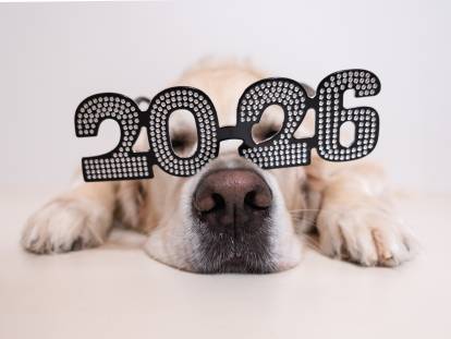 Un chien avec des lunettes 2026