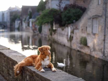 Un Retreiver de la Nouvelle-Écosse se repose sur un murel en Belgique