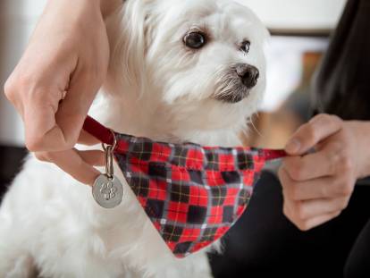 Une femme attache la médaille d'un petit chien blanc