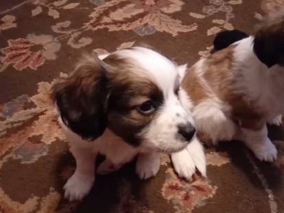 Deux Cavalons cherchent une famille