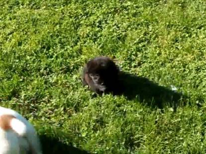 Un petit Corgipoo cherche une famille