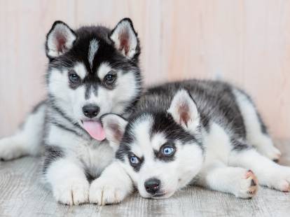 Deux adorables chiots husky sur le sol d'une maison