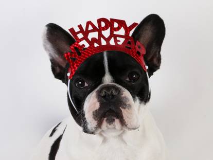 Un chien avec une décoration du nouvel an sur la tête