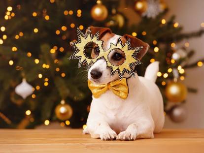 Un Jack Russell avec des lunettes de fête devant un sapin de Noël