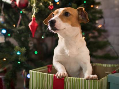 Un chien dans un cadeau sous un sapin de Noël