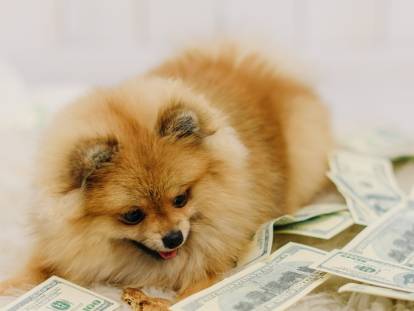Un petit chien mignon couché à côté de billets de banque