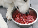 Peut-on donner de la viande à son chien ?