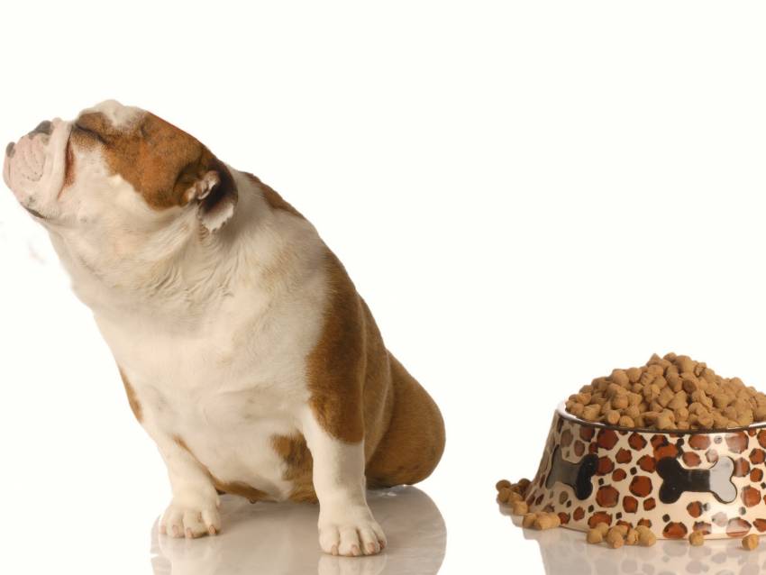 Votre Chien Boude sa Gamelle