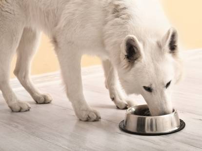 Allergies et intolérances alimentaires chez le chien : comment faire face ?