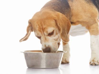 Les besoins alimentaires et énergétiques du chien