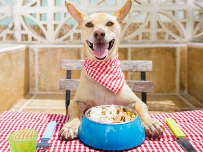 Un chien assis à table attend son repas
