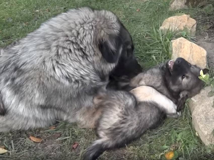 Un Berger Yougoslave En Compagnie De Ses Chiots Vidéo
