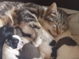 Une jeune chatte aide une chienne Shih Tzu à allaiter ses petits