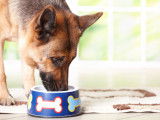 Recette de pâtée pour chien viellissant ou affaibli