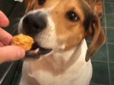 Une recette de biscuits pour chiens à base de patate douce