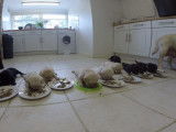 10 chiots Labradors prennent leur repas, avec chacun son assiette