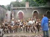 120 Beagle-harrier nourris en même temps