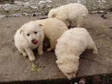 Quatre chiots Berger Croate partagent paisiblement leur repas