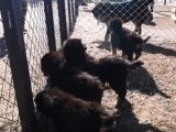 Des chiots Hotocho attendent le repas