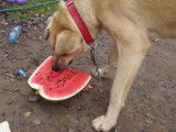 Faut-il donner des fruits aux chiens ?