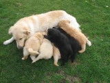 Une chienne Hovawart en train d'allaiter ses petits