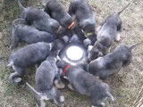 Des chiots Bedlington Terrier prennent leur repas