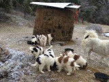 Des chiots Bergers Bulgares de 8 semaines prennent leur repas