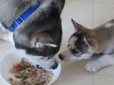 Un petit Husky Sibérien lorgne la gamelle de son père