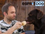Une recette facile de glace pour chien