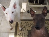 Un Xolo et un Bull Terrier attendent sagement leur friandise