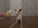 Un Podenco d'Ibiza rencontre une banane