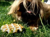 Un Pekinois grincheux savoure une gaufre