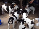 Des Teddy Roosevelt Terriers qui adorent les frites