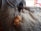 Un Russkiy Toy et un Chihuahua se disputent une friandise