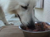 Exemple de ration BARF pour un chien adulte