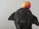 Le chien Chichou goûte des fruits et légumes