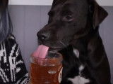 Chichou goûte un apéro pour chien