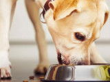 Conseils sur l'alimentation des chiens