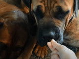 Distribution de friandises pour un Mandarin, deux Balinais et trois Boerboels