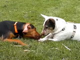 Une friandise pour un Chien Courant Grec et un Bull Terrier croisé